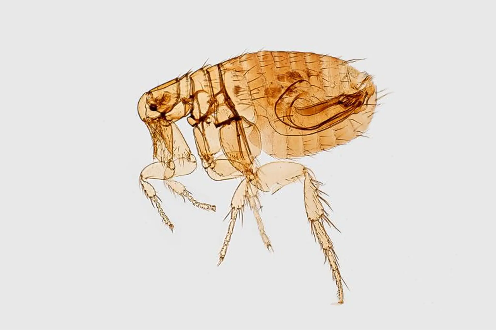 Чума в Каліфорнії: що сталося, як розпізнати і захиститися